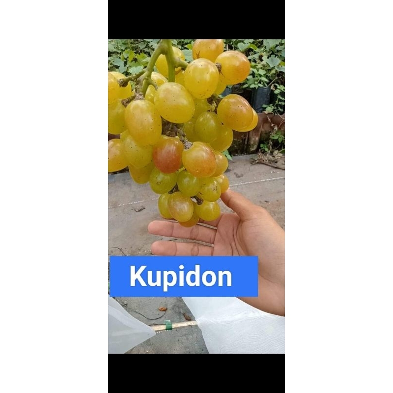 KUPIDON bibit anggur imporr RS imporr