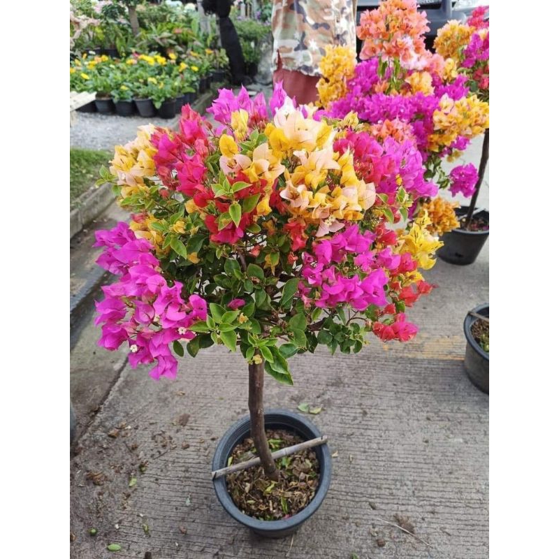 Bibit bunga Bougenville 4 Warna ORI