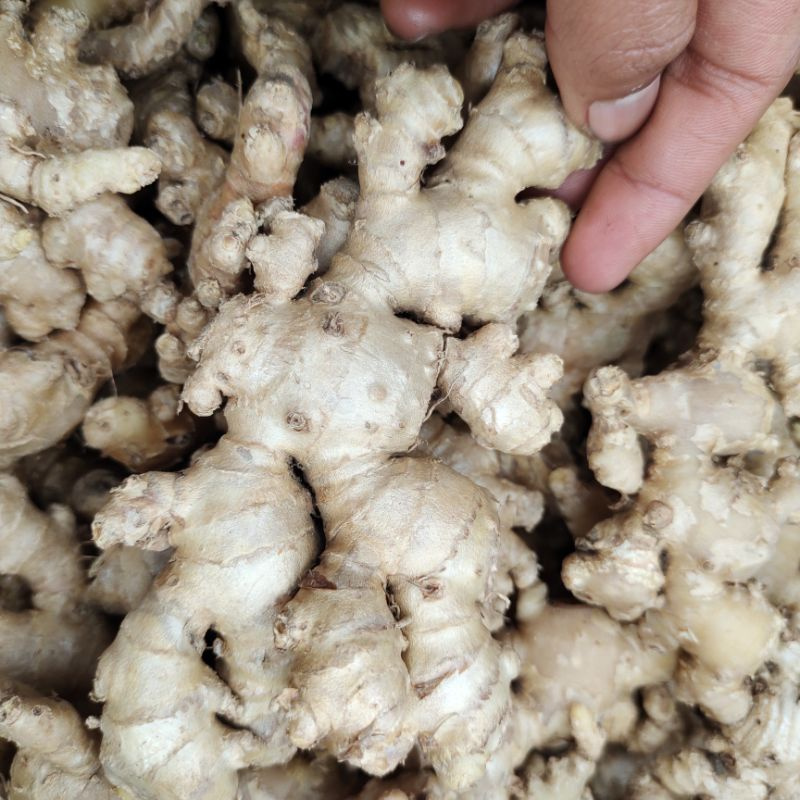 

Jahe emprit segar 1kg jahe fresh packing kardus