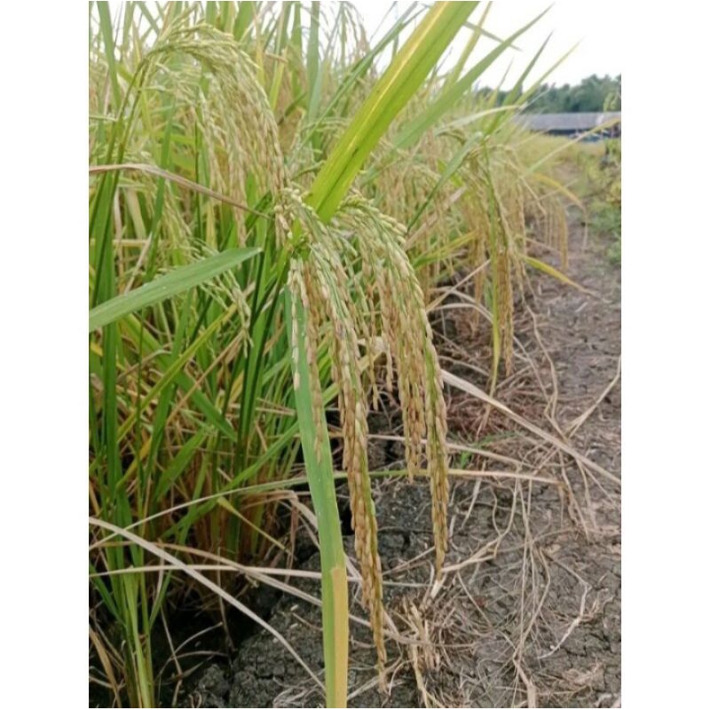 BENIH PADI SUPADI 56 SUPER 1KG