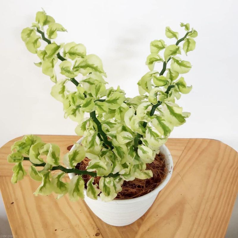 tanaman hias patah tulang keriting - zig zag plant