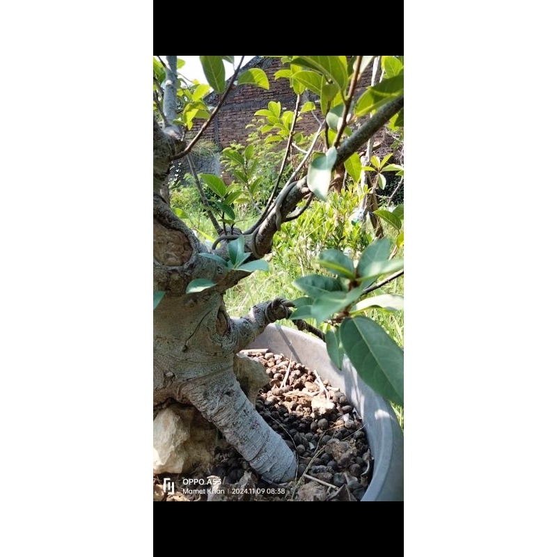 bonsai loa bogel