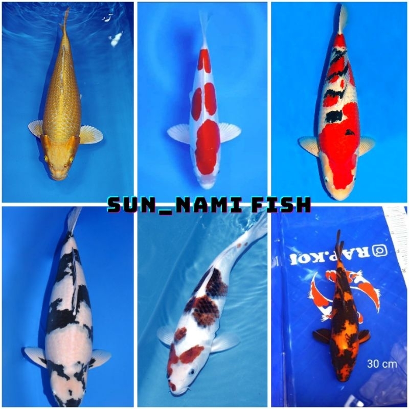 PROMO GRADE A  INDUKAN KOI MIXXX