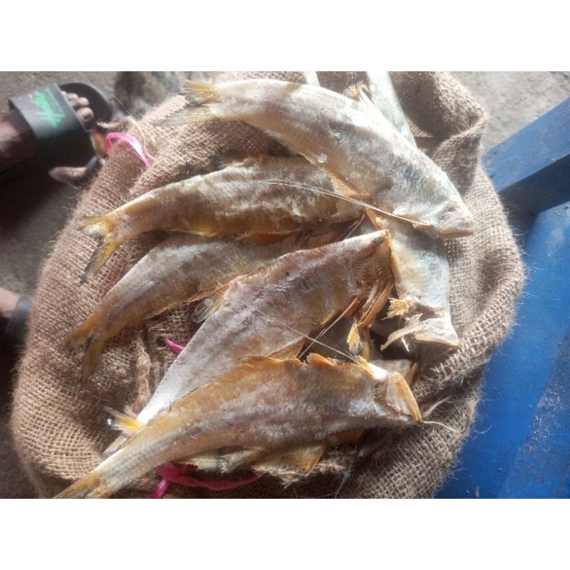 

1 kg Ikan asin biang besar 3 jari