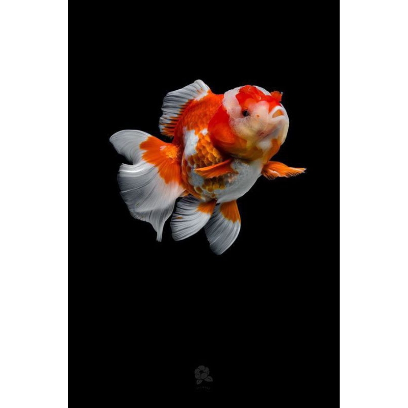 

MAS KOKI ORANDA RW SUPER CANTIK GRADE A+