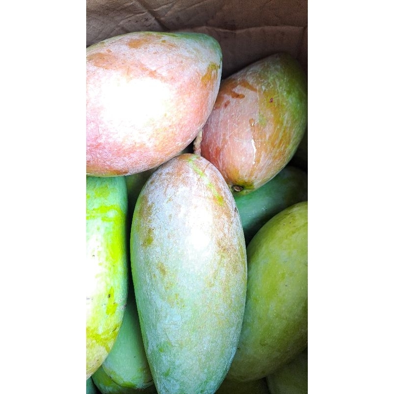 

buah mangga kiojay/ mangga thailand mengkel 1kg