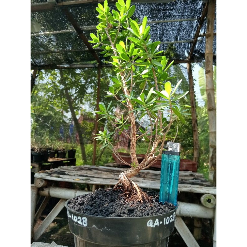 QA-1028, BAHAN BONSAI SANTIGI MAWAR SUPER SEMAI BIJI