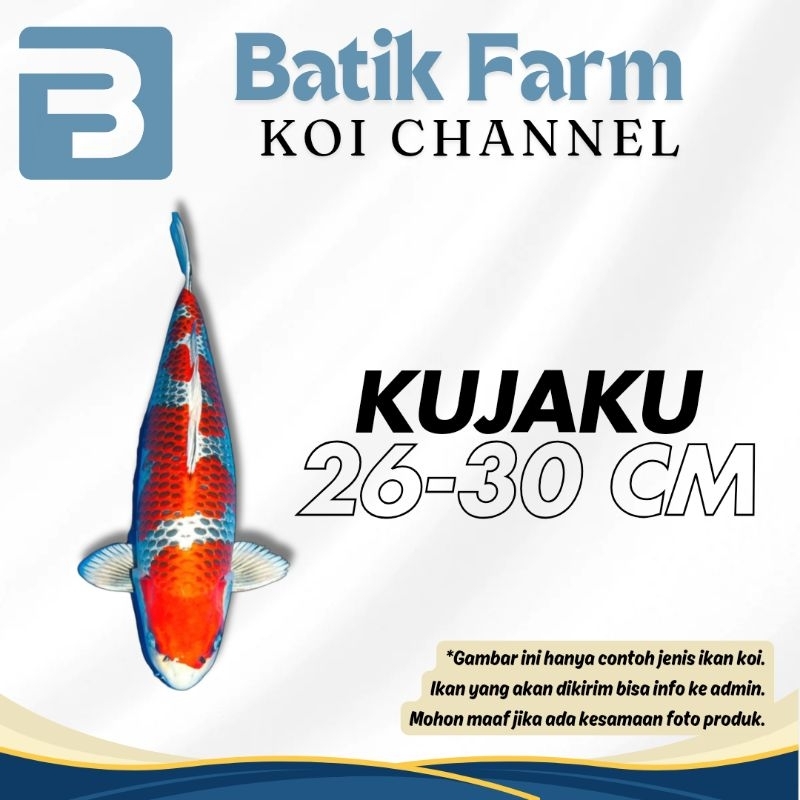 Ikan Koi Kujaku 26-30 cm - Grade A-HQ - Koi Jumbo - Koi Blitar - Kujaku - Ikan Koi - Koi