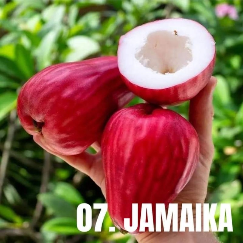 BIBIT JAMBU JAMAIKA hasil CANGKOK
