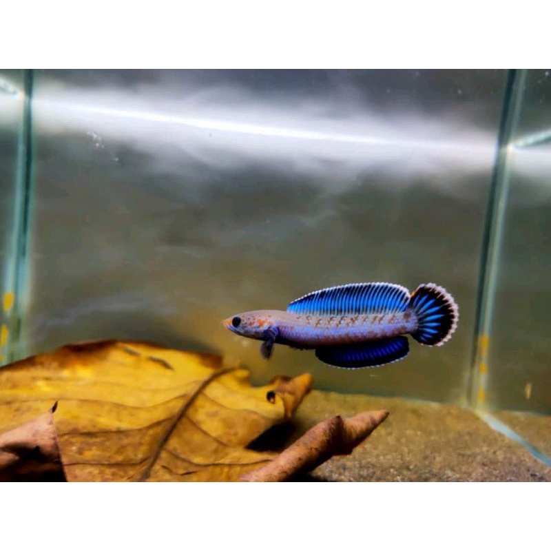 Channa andrao rim tebal gondrong size 7-12