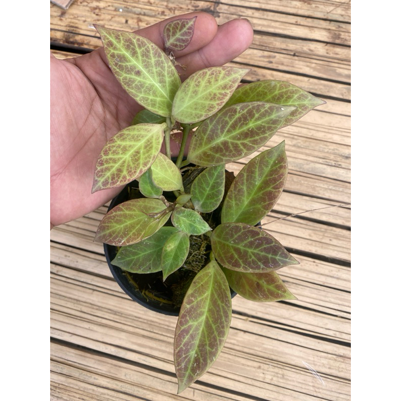 tanaman hoya sunrise ekonomis