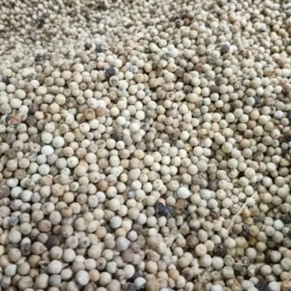 

Lada Putih butir / merica putih 250gr 500gr 1000gr