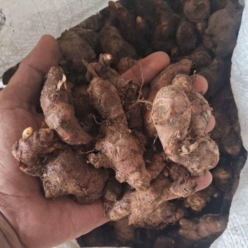 

jahe merah segar / jahe merah 1 kg