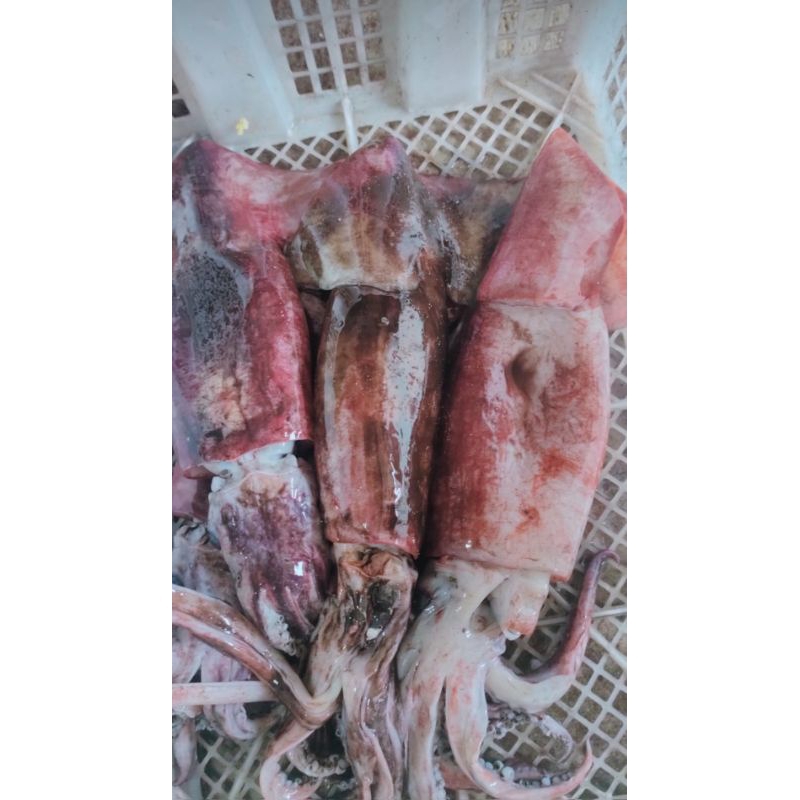 

CUMI FRESH