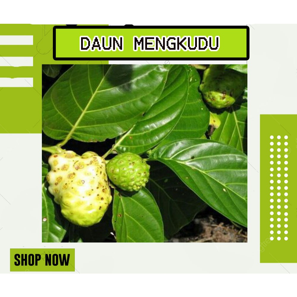 

DAUN MENGKUDU | DAUN PACE SEGAR BASAH FRESH | PER 50 LEMBAR | MURAH DAN ANTI OKSIDAN