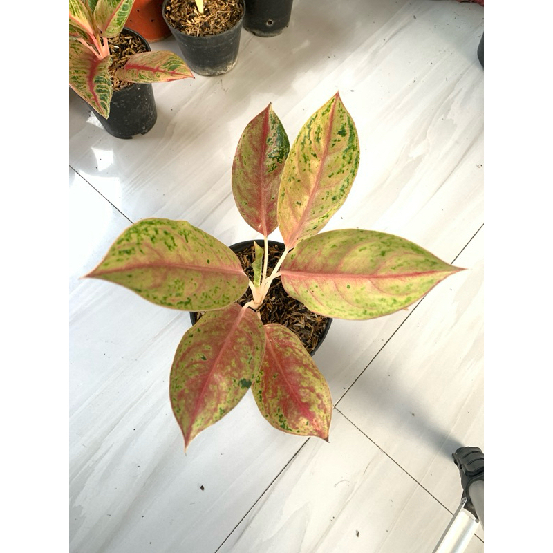 aglaonema serena