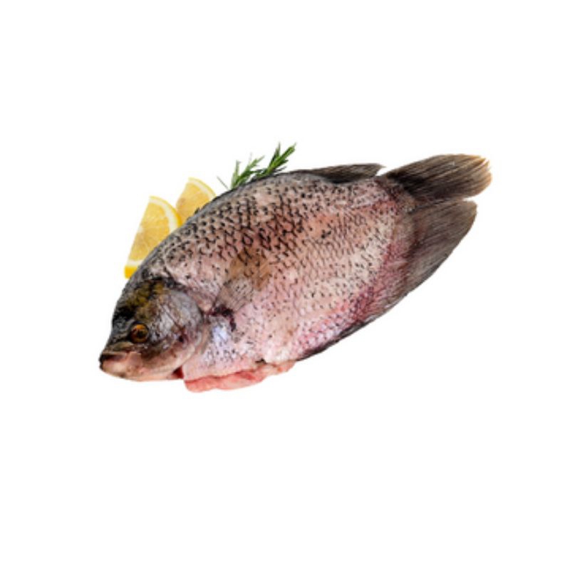 

Ikan Gurame Segar Bersih / Pilihan terbaik