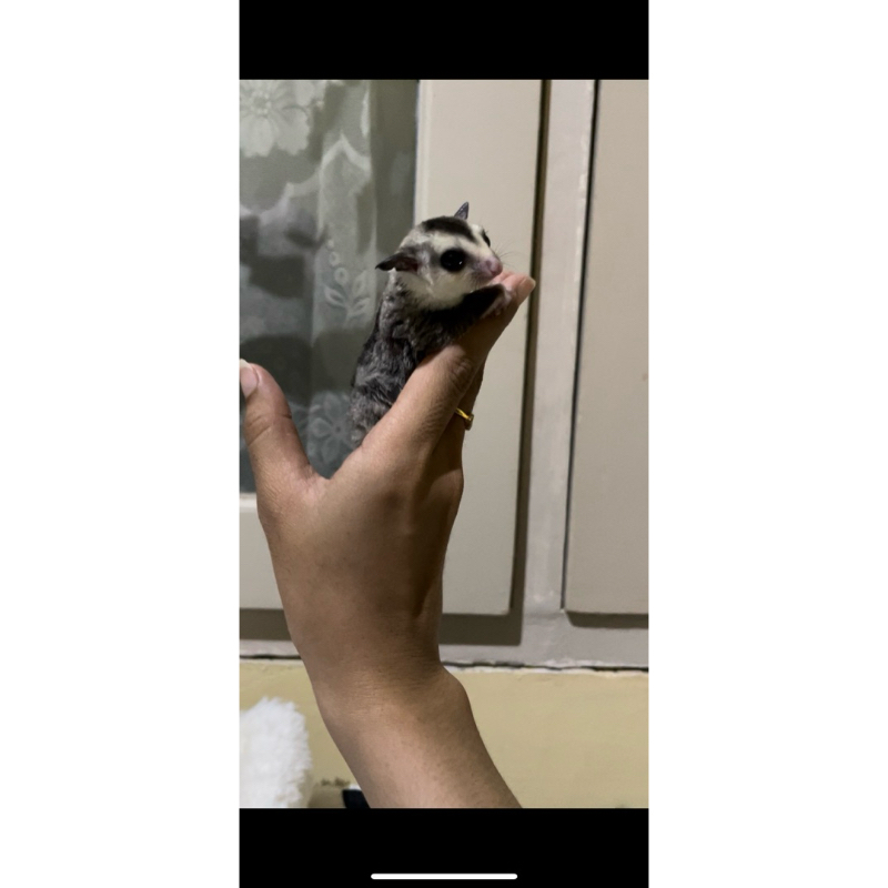SUGAR GLIDER WHITE FACE USIA 3 BULAN