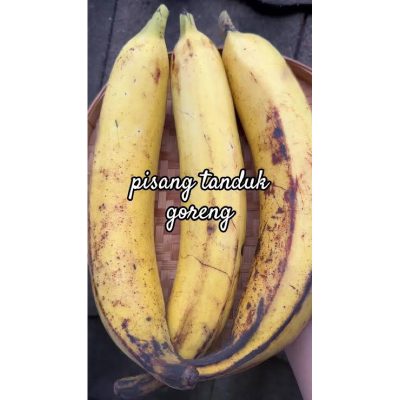 

Pisang Tanduk Matang 3Pcs