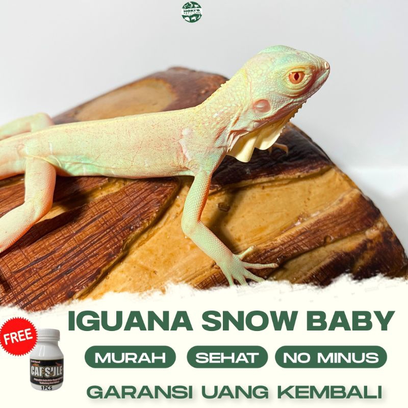 PELET IGUANA SNOW SEHAT RAKUS NO MINUS GARANSI