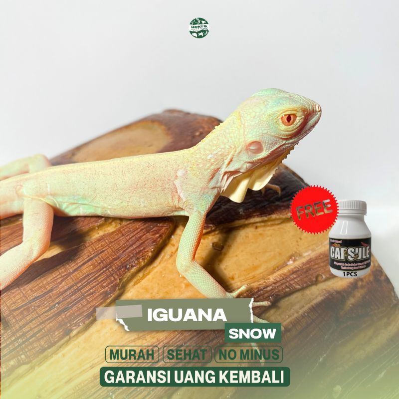 PELET IGUANA SNOW SEHAT RAKUS NO MINUS GARANSI