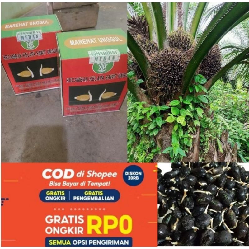 Benih Bibit Sawit DXP MAREHAT Unggul BERSERTIFIKAT asli
