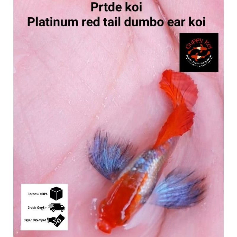 hiasan aquarium 1 pasang guppy prtde koi/platinum red tail dumbo ear koi