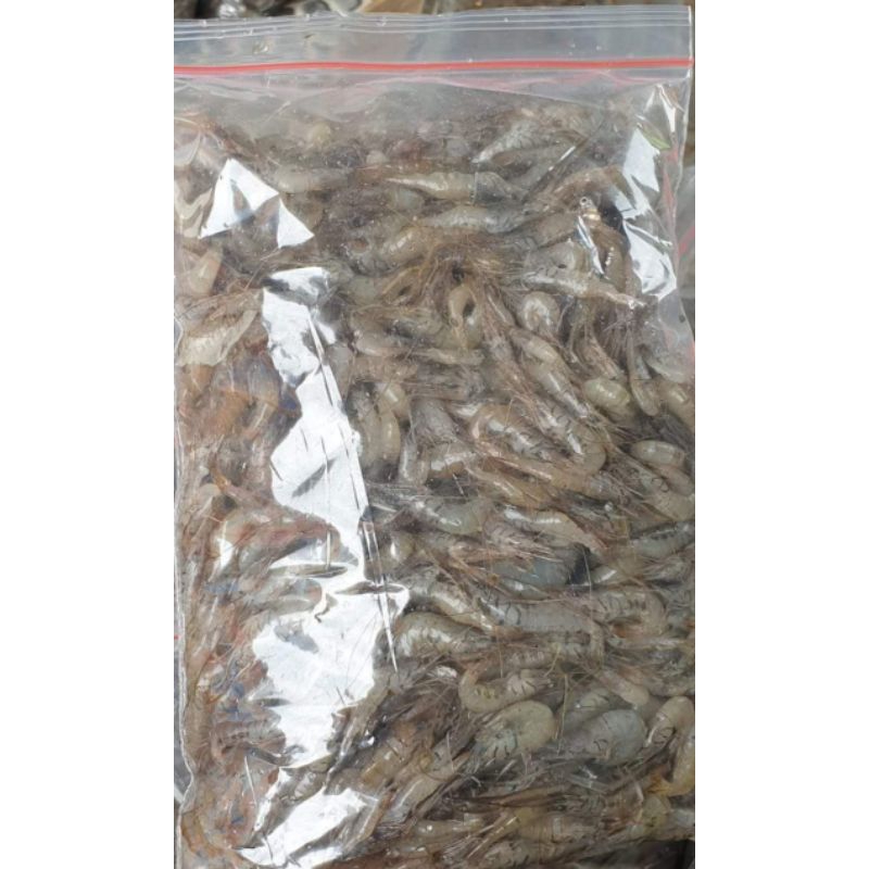 udang beku pakan ikan hias predator