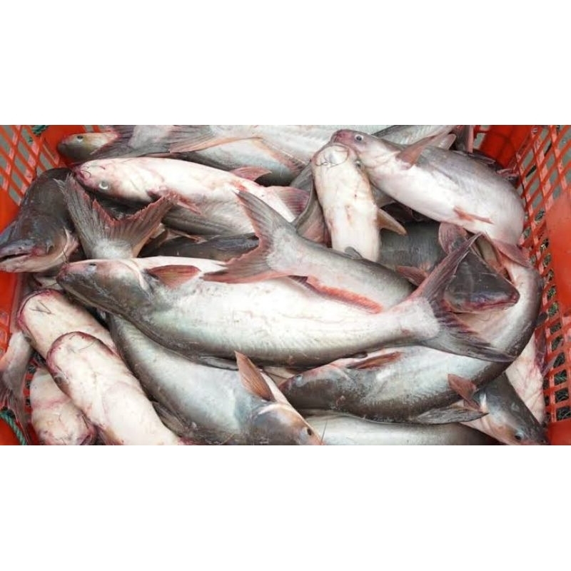 

ikan patin