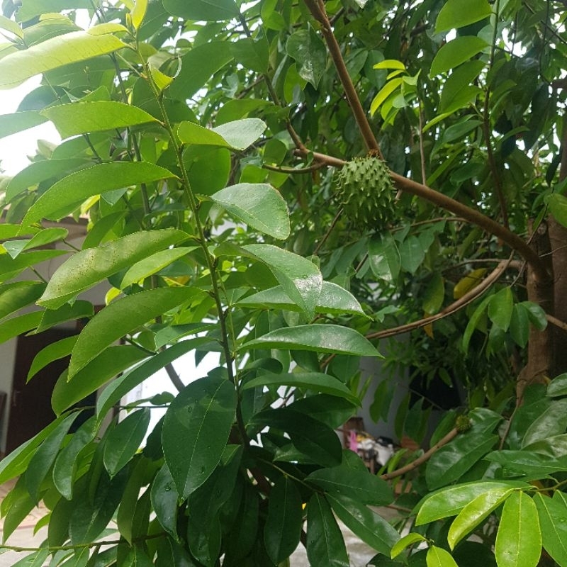 

Daun sirsak penghambat sel kanker