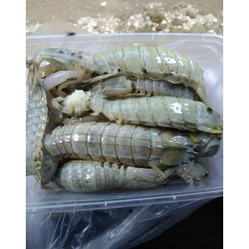 

UDANG RONGGENG, UDANG LIPAN, UDANG MANTIS