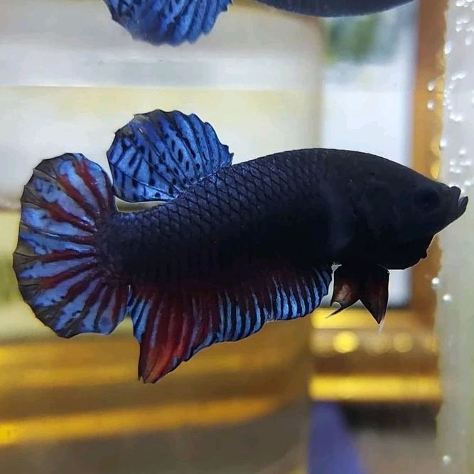 Ikan Cupang Aduan Fighter New Sakai VIP Rawatan Berkualitas Siap Tempur