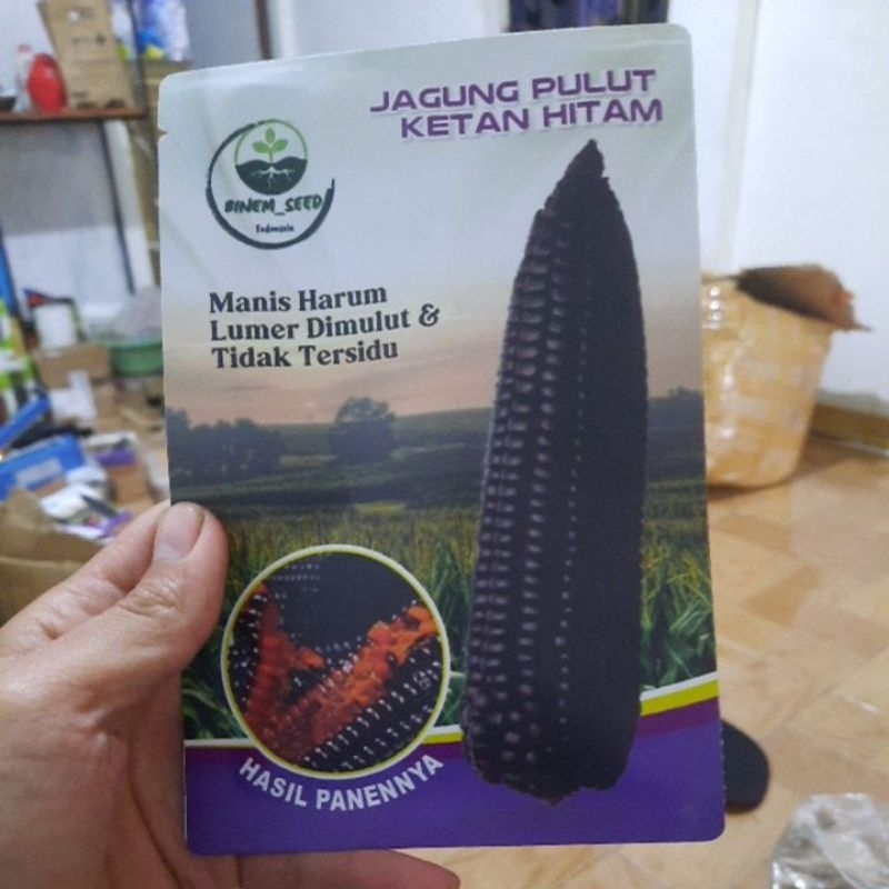 JAGUNG PULUT HITAM