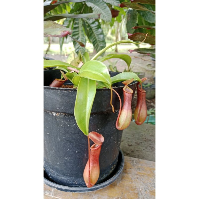 Nepenthes Hybrid Kantong Semar Hybrid