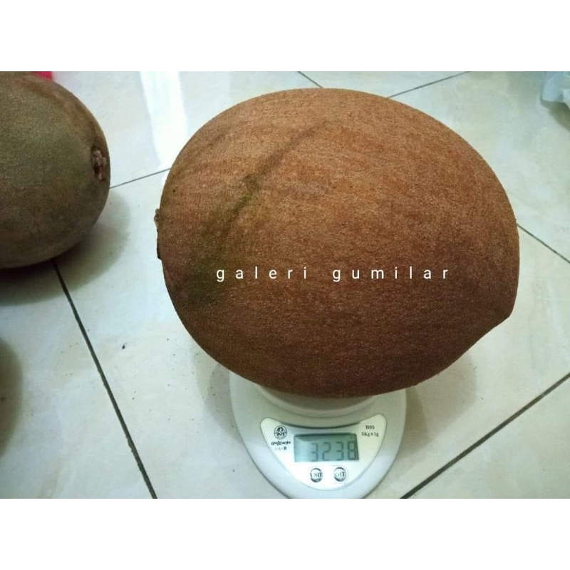 mamey sapote kbb potong cangkok