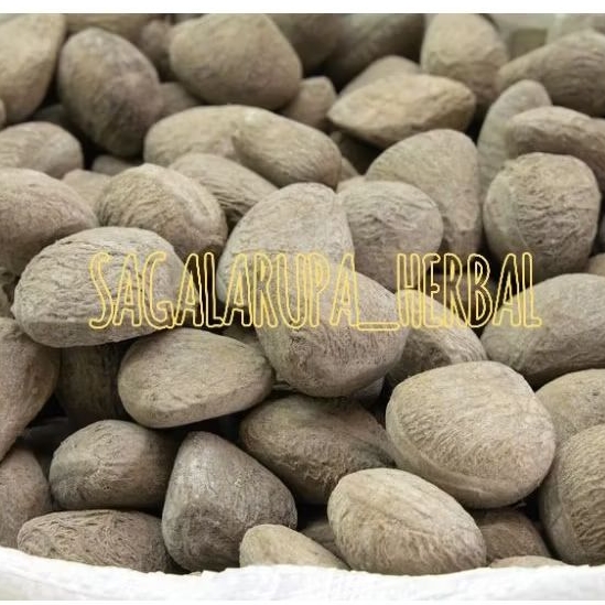 

BUAH PICUNG SEGAR TUA SIAP KIRIM 500 GRAM