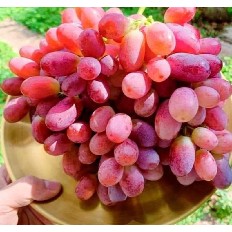 

buah anggur Peru (500g)