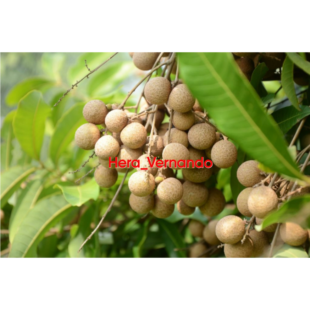 Bibit Kelengkeng Aroma Durian Berbunga