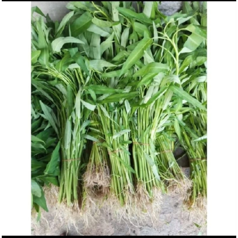 Kangkung / Sayur Kangkung ( 1 ikat )