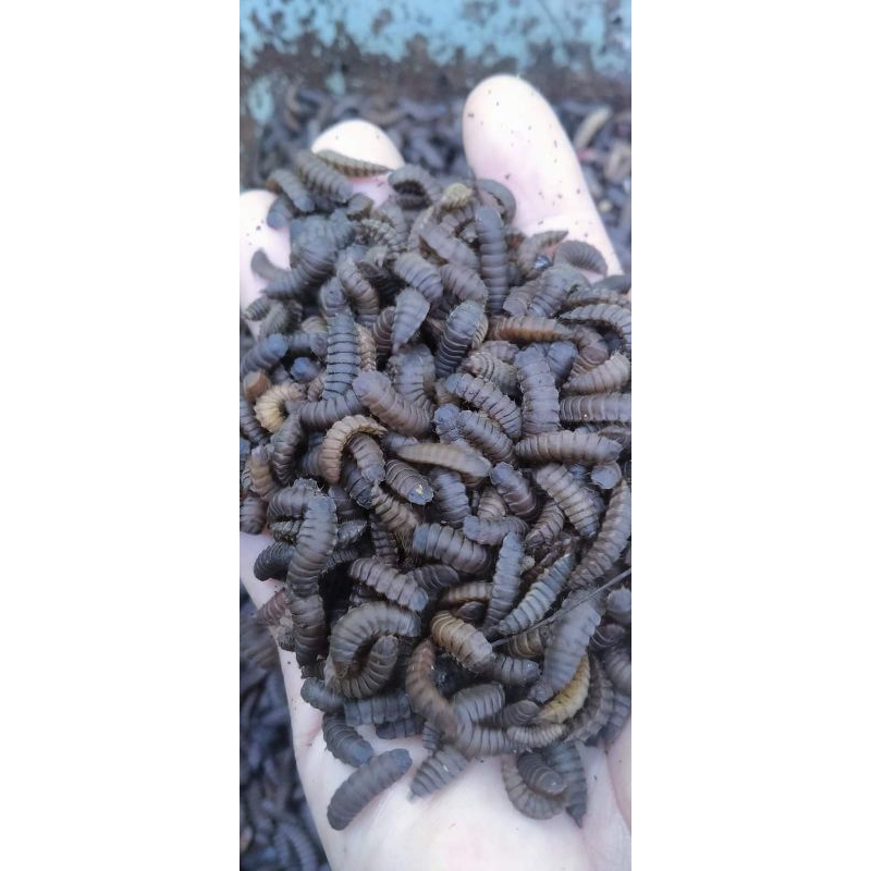 PREPUPA BSF 500GRAM.