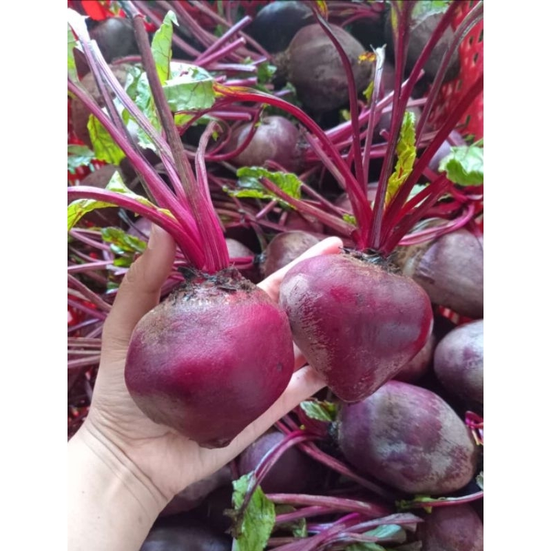

Buah Bit 1 kg