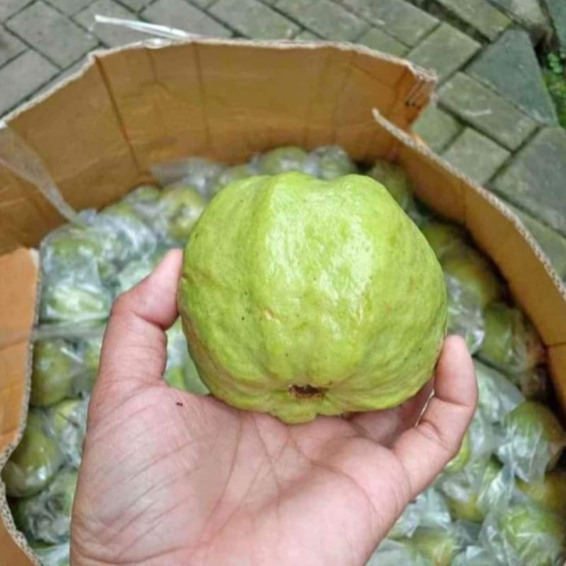 

Jambu Kristal Kebumen 1 Kilogram