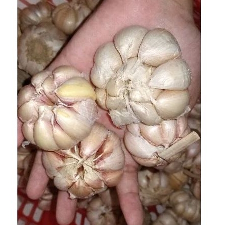 

BAWANG PUTIH SINCO / HONAN 250gr / 1/4 Kg MURAH FRESH