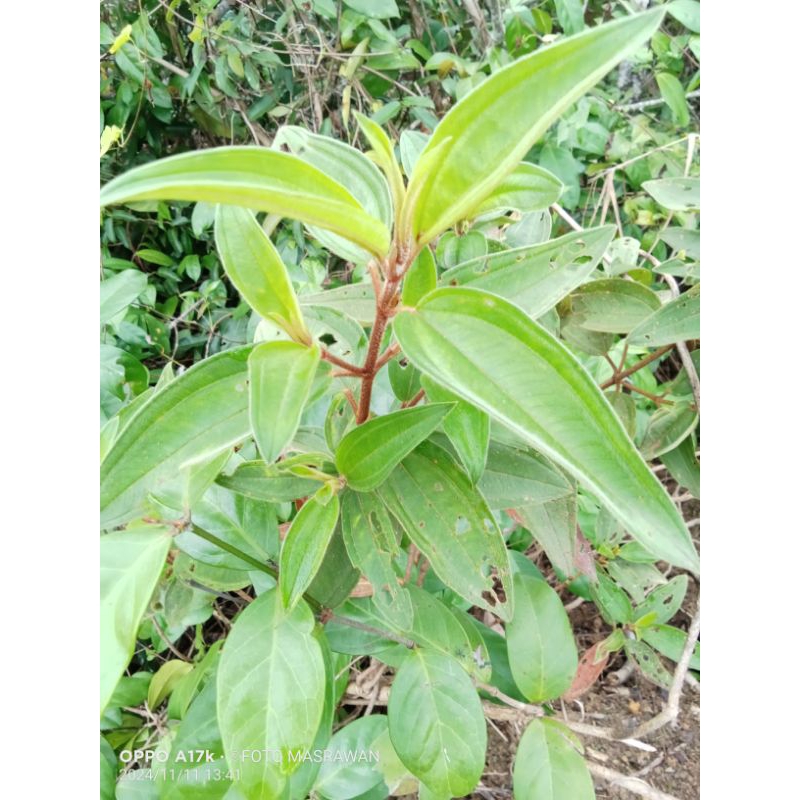 

Daun senggani segar 250 g daun harendong segar