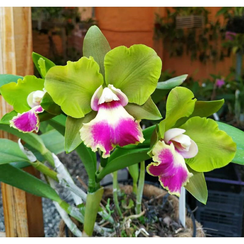 Anggrek knop cattleya crowfield madenhal