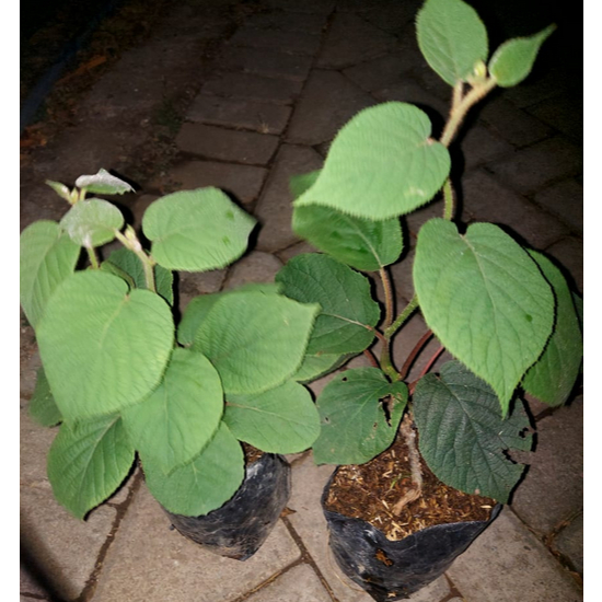 paket bibit buah kiwi jantan & betina bergaransi