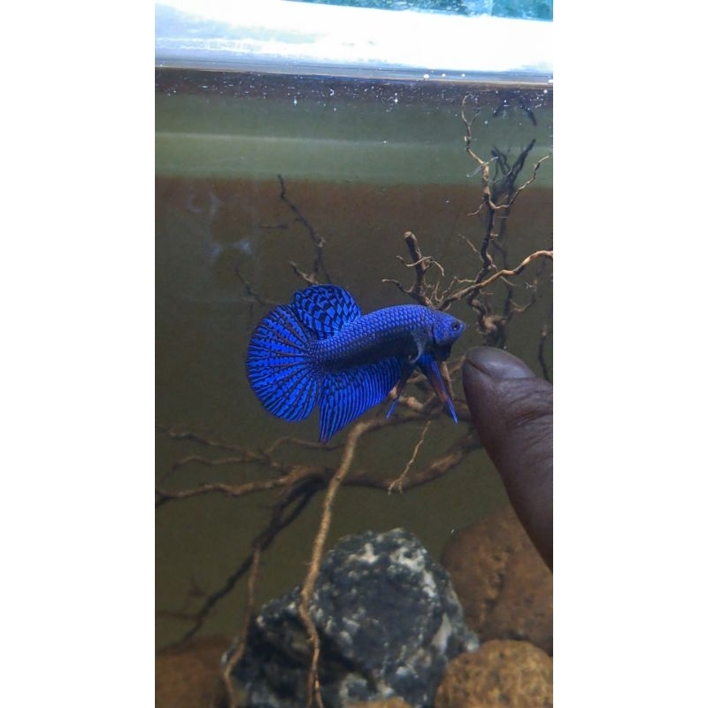 WILD BETTA CUPANG ALLIEN HYBRID REAL