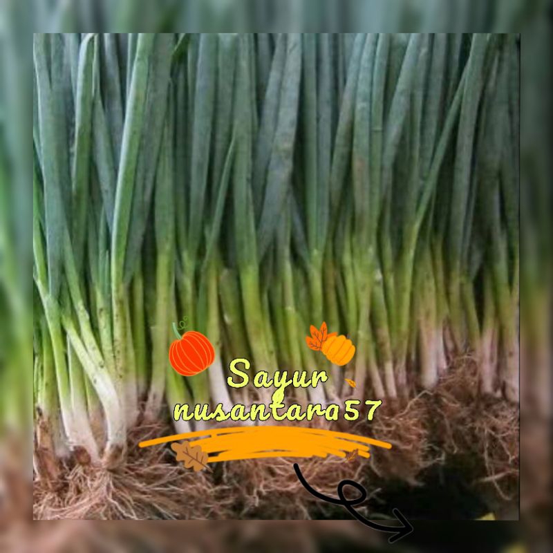 

daun bawang 500gr