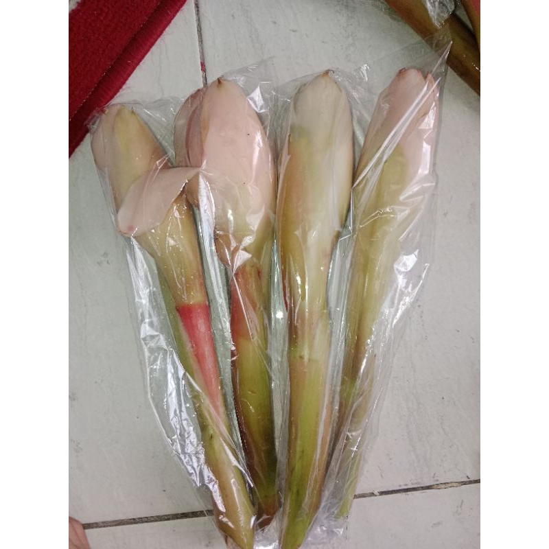 

kecombrang bunga rias 250 gram
