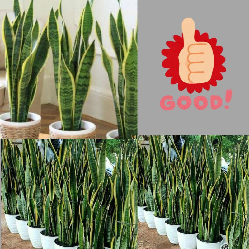 10 Pohon Tanaman Lidah Mertua Hidup, Tanaman Lidah Mertua Jumbo, Tanaman Lidah Mertua Jumbo Super